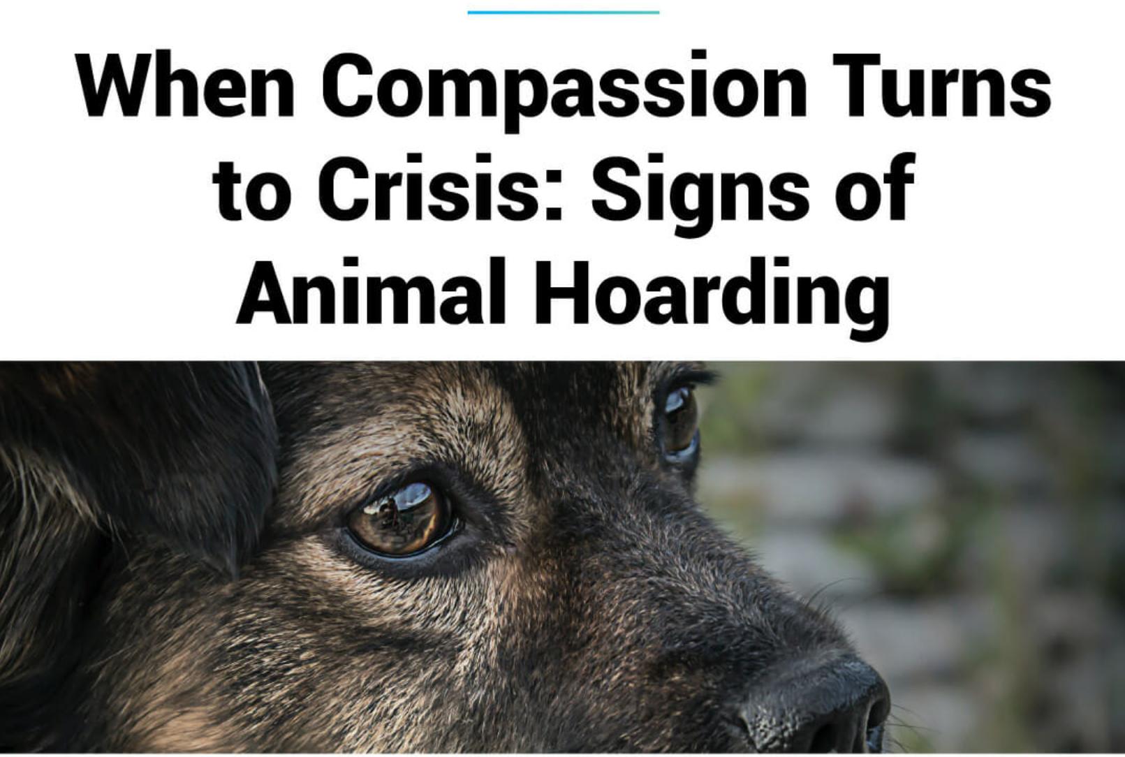 When compassion for animals becomes problematic